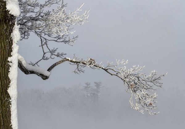 Canada, Ottawa, Frosty branches in fog